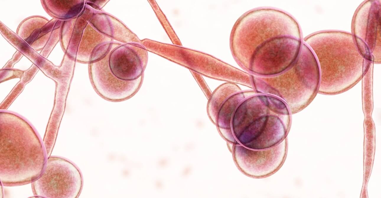 candidosi vaginosi batterica