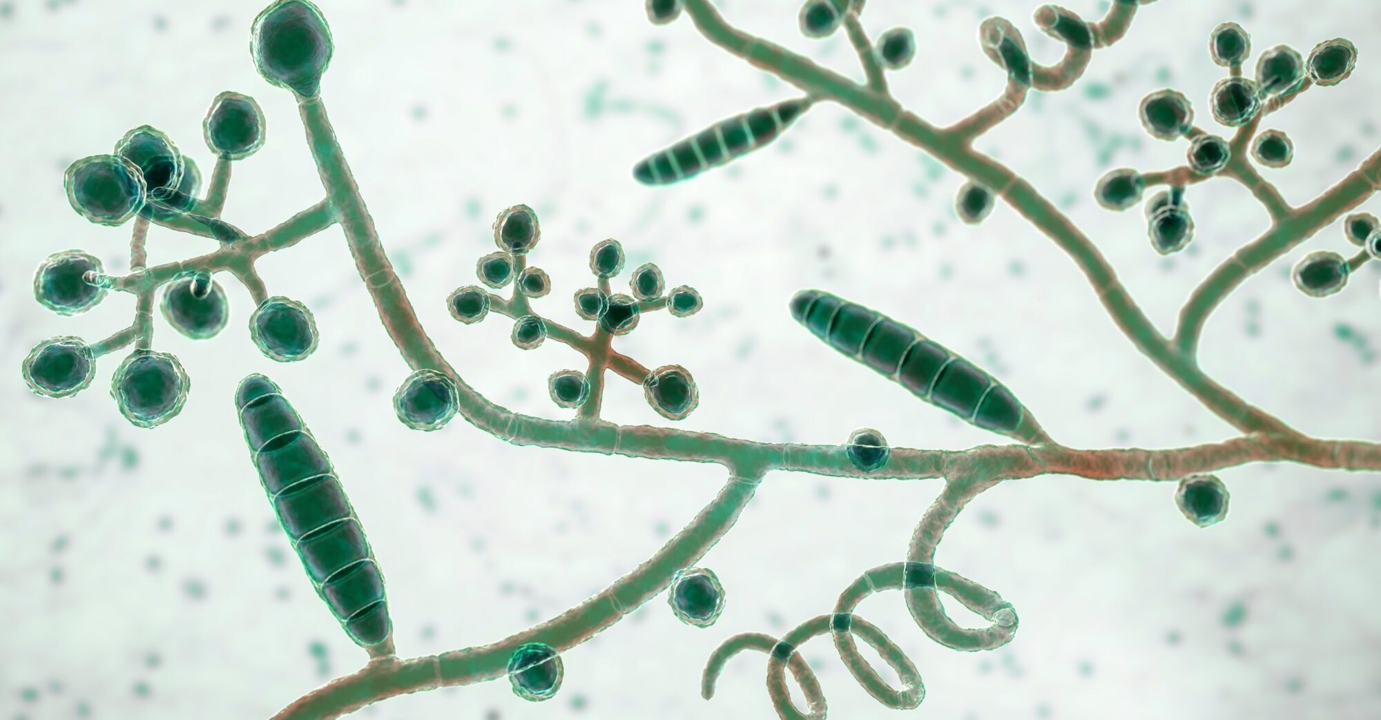 Fungi Trichophyton mentagrophytes, 3D illustration